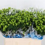 Hyp Coco Bamboo 60cm