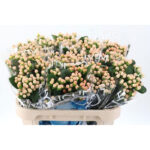 Hyp Coco Avanti 50cm