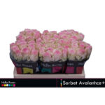 Avalanche Sorbet 50cm