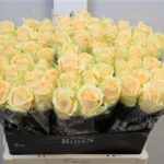 Avalanche Peach 60cm