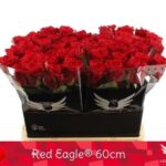 Red Eagle 60cm
