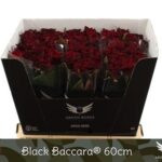 Black baccara 60cm