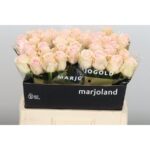 Lovely Dolomiti 60cm