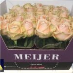 Pearl Avalanche 60cm