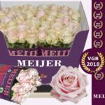 Sweet Avalanche 40cm