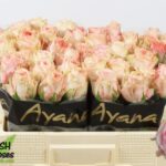 Sweet surrender 50cm