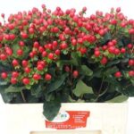 Hyp Coco Fiesta 60cm