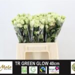 Green Glow 40cm