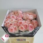 Angie Romantica Sweet 50cm