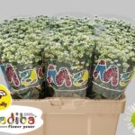 Chr San Mad SP White 55cm