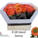 Island Samoa 60cm