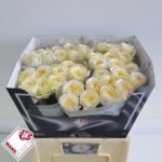 Angie Romantica Crema 50cm