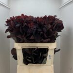 Coti C Royal Purple 75cm