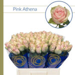 Pink Athena 60cm