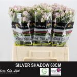 Silver Shadow 60 cm