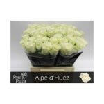Alphe Duez 40 cm