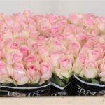 Avalanche Sorbet 40cm