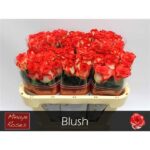 Blush 70cm