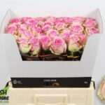 Brigitte Bardot 60cm