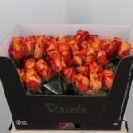 Careless Whisp 60 cm