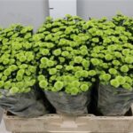 Chr San Cal Minty 55 cm