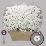 Chr San Bouncer 55cm