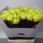 Country Papillo 50 cm