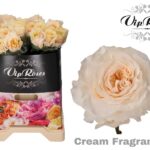 Cream Fragance