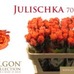Julischka 70cm