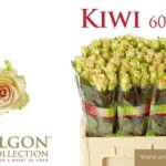 Kiwi 60 cm