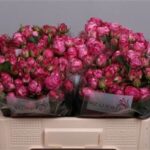 Lady Bombastic  50 cm