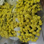 Matricaria vegmo yellow