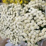 Matricaria vegmo white