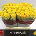 Moonwalk 60cm