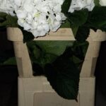Hydrangea scheneball white 80 cm