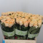 Peach Tacazzi 60 cm
