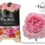 Pomponella Summerhouse