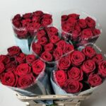 Red Naomi 70 cm (A2)