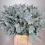 Querc Rub White 80cm