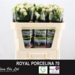 Royal Porcelina 70cm