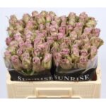 Samantha Bridal 50 cm