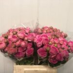 Super Sensation 50cm