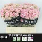 Sweet Flow 40cm