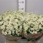 Tana Pa Single Vegmo 65cm (Camomilla) 500grammi