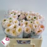 Tinkerbell ( Clarity) 40cm