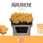 Avalanche Peach 70cm