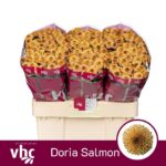 Chr San Doria Salmon 55cm