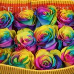 Rainbow 60cm (Ecuador)