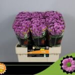 Chr San Aaa Krissi 55cm