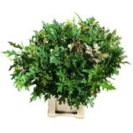 Querc Palustris 80cm